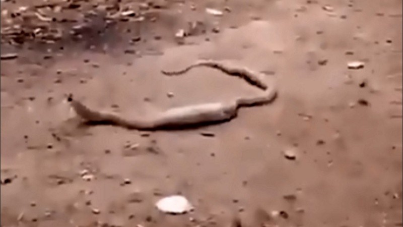 La serpiente se había tragado una botella plástica. 