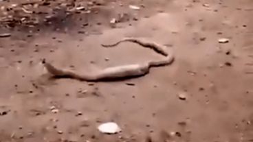 La serpiente se había tragado una botella plástica.
