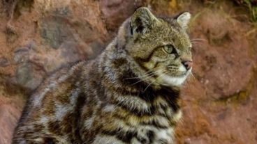 En septiembre de 2008 se había realizado un avistamiento dentro de la Reserva.