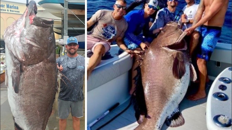 El mero de Varsovia es considerado una especie casi amenazada. 