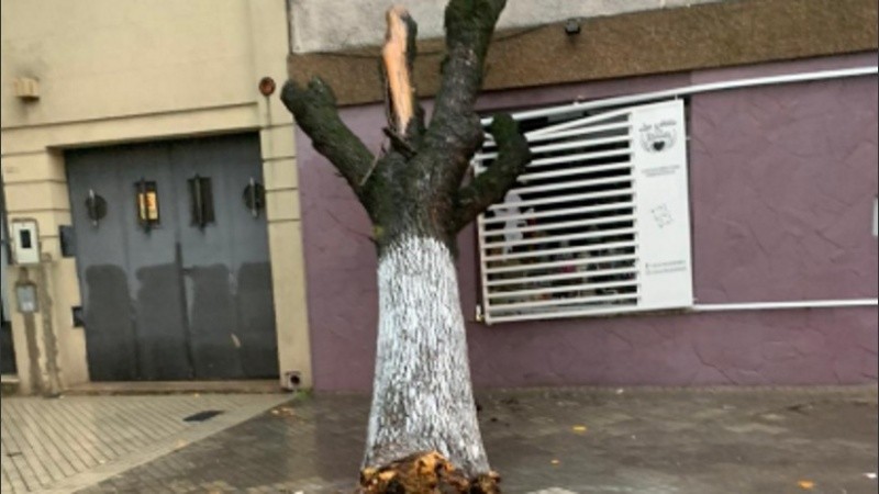 Se cayó un árbol en Cochabamba y Entre Ríos. 