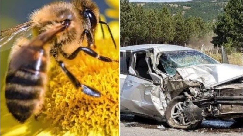El hombre perdió el control del vehículo que manejaba por una abeja dentro del mismo.
