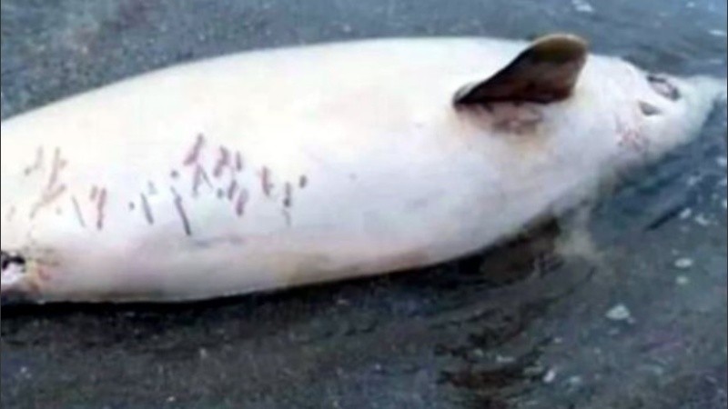 El cuerpo del delfín será preservado para realizarle estudios.