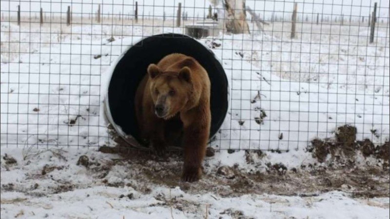 Mabel, Sorpresa, Julieta, Esperanza, Libertad, Rosa, Athila, Fausto, Buko y Yogui cambiaron su vida.