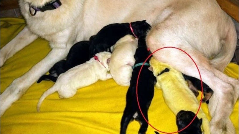 Va a ir cambiando hasta tener el color de sus hermanitos.