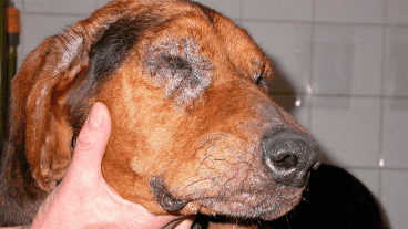 El reservorio y amplificador del parásito en las ciudades es el perro doméstico.