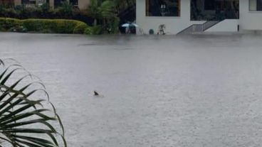 El usuario de Facebook Brendan Horne, de la localidad de Burleigh Heads (Queensland) compartió la imagen de la calle anegada y "transitada" por un tiburón.