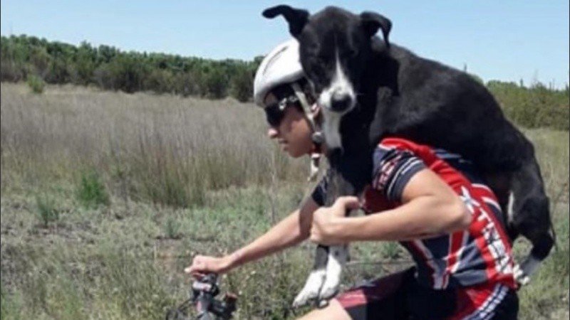 El perrito ya está recuperado y espera un familia que lo quiera.