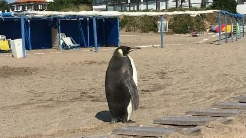 El ejemplar fue llevado al acuario de Mar del Plata para luego devolverlo a su hábitat.