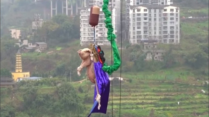 El cerdo colgando a 70 metros de altura.