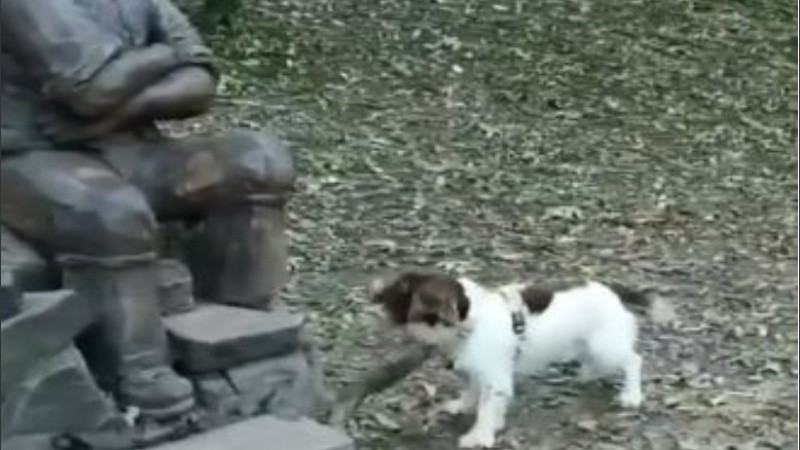 El perrito quería jugar con la estatua porque lo confundió con su dueño fallecido.