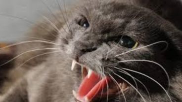 La gata fue atrapara pero luego devuelta a su dueña.