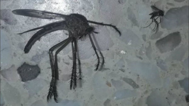 El insecto generó la reacción de miles de usuarios de Twitter.