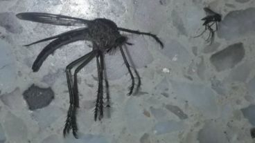 El insecto generó la reacción de miles de usuarios de Twitter.