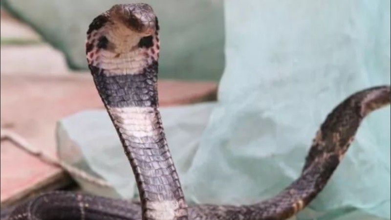 La enfermedad fue reportada por primera vez a fines de diciembre de 2019.