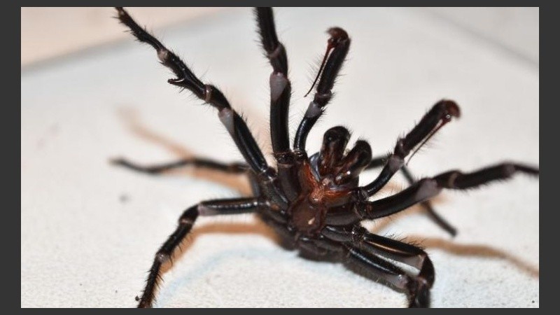 Pese a que son consideradas peligrosas, no hay registros de muertes relacionadas con este tipo de araña.