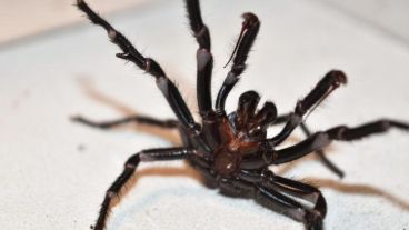Pese a que son consideradas peligrosas, no hay registros de muertes relacionadas con este tipo de araña.