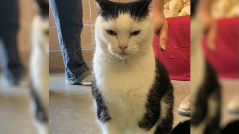 Perdita, una gata con carácter.