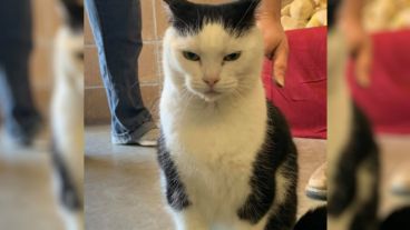 Perdita, una gata con carácter.