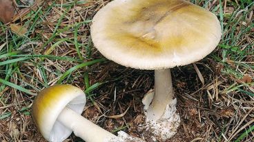 El Amanita Phalloides, una de las especies más venenosas.