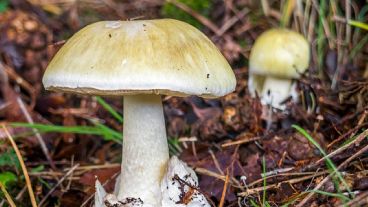 Un turista está internado en grave estado tras haber consumido hongos silvestres que juntó del suelo en Santa Rosa de Calamuchita.