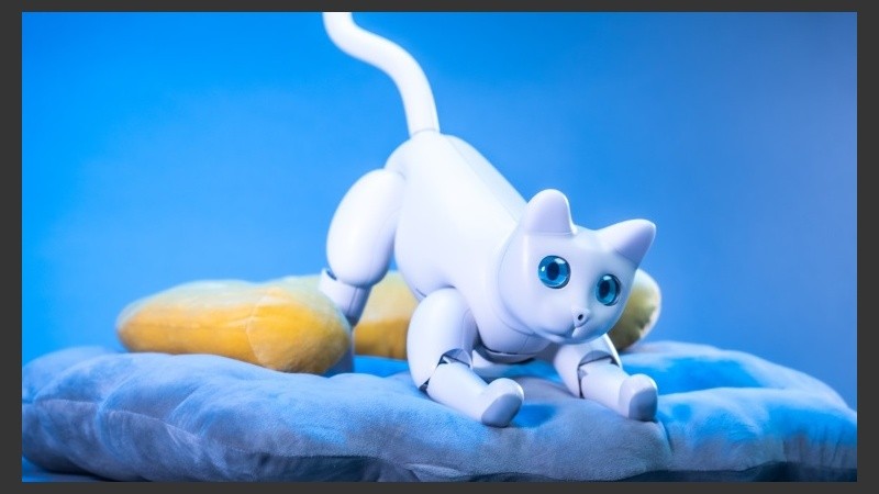 El gato biónico para el hogar.
