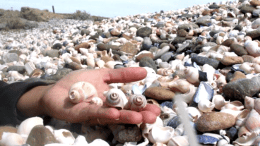 Las consecuencias negativas de llevarse un "souvenir" de la playa impactan.