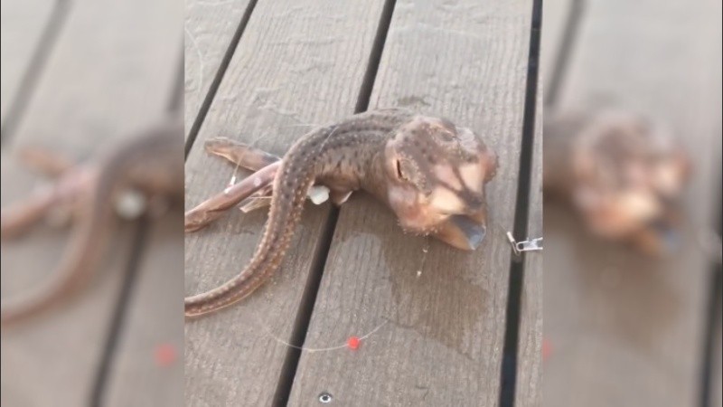 Al parecer, podría tratarse de una raya, pero con sus aletas plegadas de forma extraña