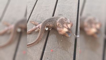 Al parecer, podría tratarse de una raya, pero con sus aletas plegadas de forma extraña