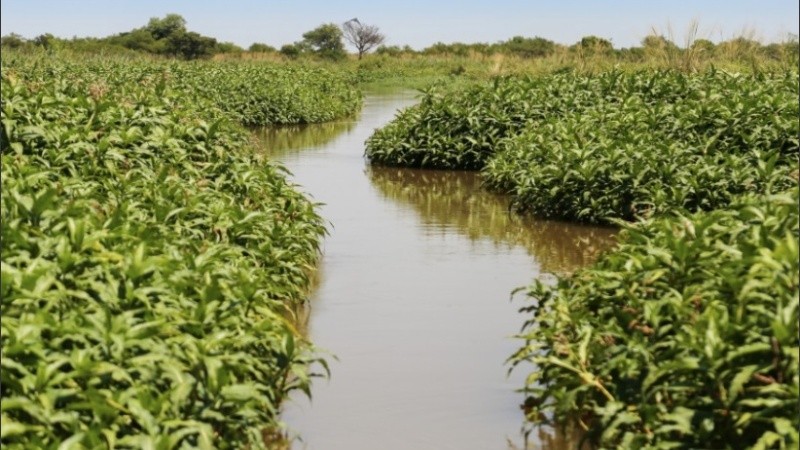 Los humedales son zonas terrestres que están temporal o permanentemente inundadas, conformando ecosistemas que brindan beneficios ambientales.