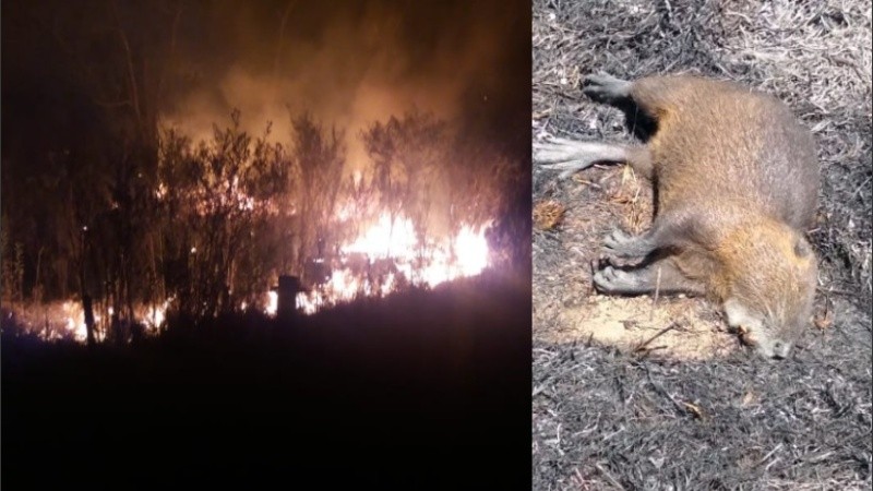 El fuego terminó con la vida de nutrias de la zona. 
