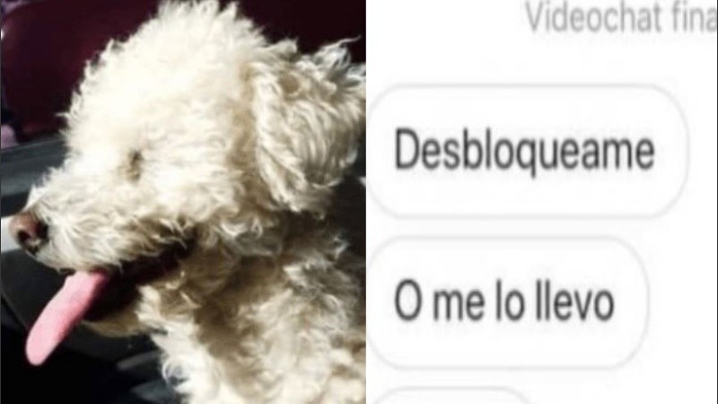 A{un no se conoce qué pasó con el perrito.