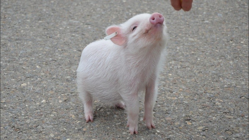 Se postularon tantos de abrasadores de cerdos y ya no hay lugar hasta el mes entrante.
