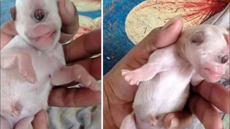 La ciclopía es un problema congénito muy raro.