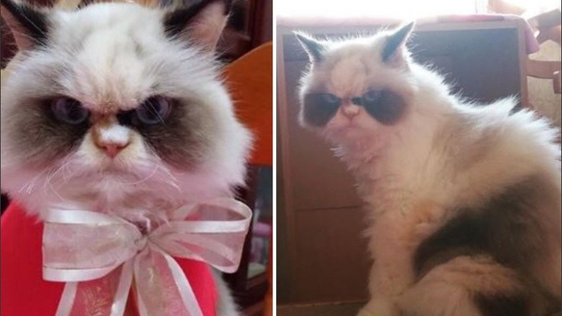 Meow Meow es la nueva 
