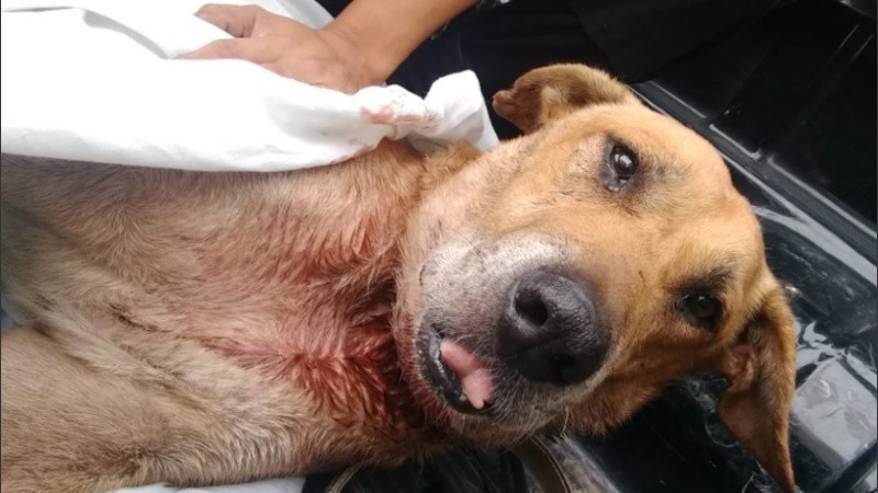 Tras la difusión del caso en redes sociales, el animal recibió atención veterinaria. 