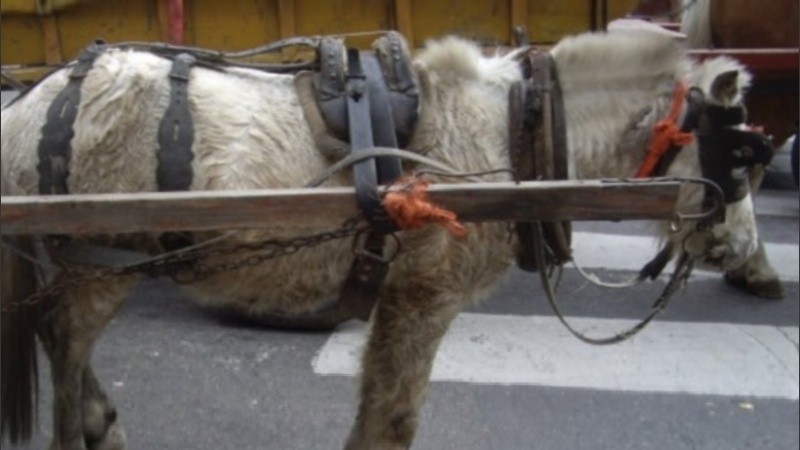 El ejemplar era fustigado con un rebenque.