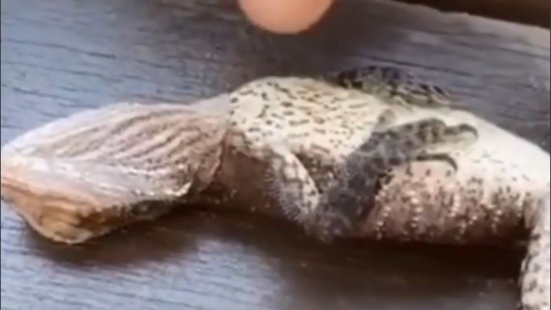 El animal logró sobrevivir gracias al accionar del bombero.