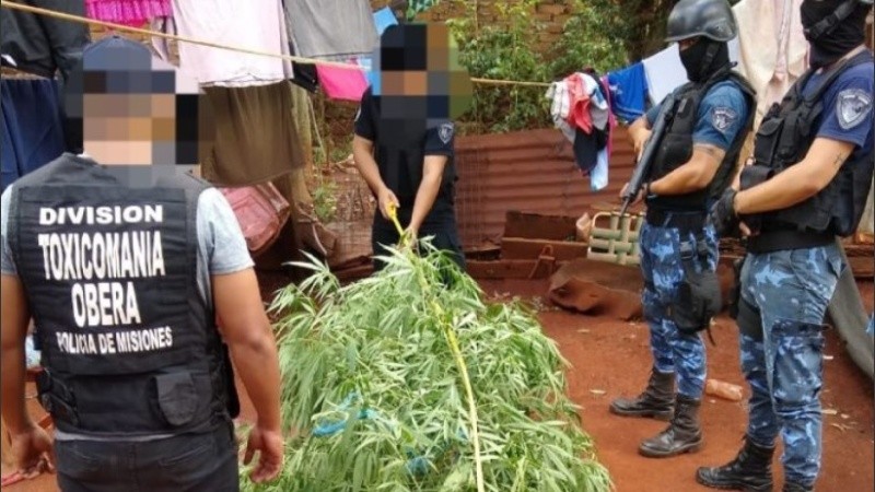 La planta de casi tres metros fue retirada por la policía.