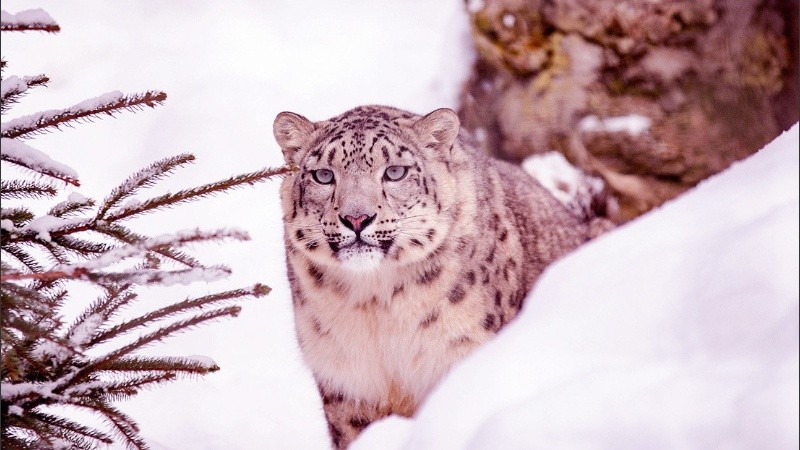 Se calcula que hay entre 70 y 90 leopardos de las nieves en el territorio ruso.