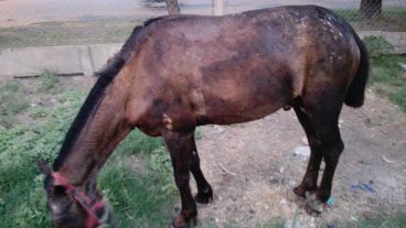 La investigación se enmarca en la llamada Ley Sarmiento  por malos tratos y actos de crueldad a los animales.