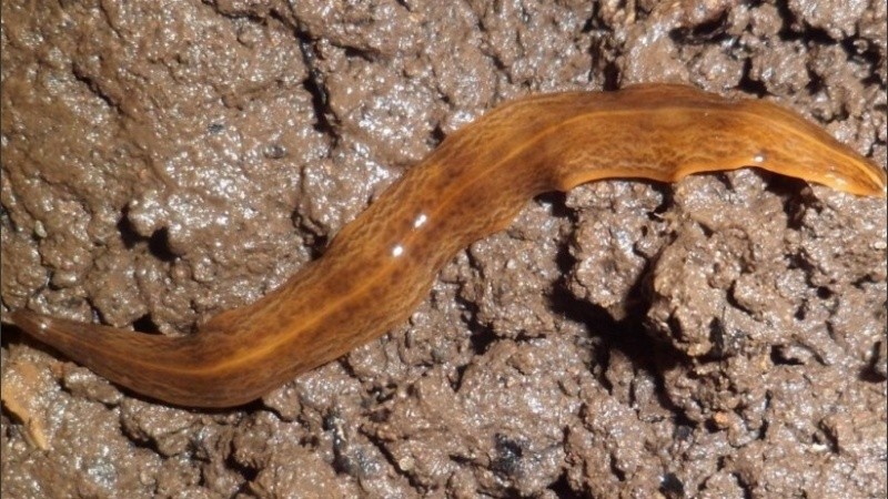 Este gusano es considerado una posible amenaza para la biodiversidad.