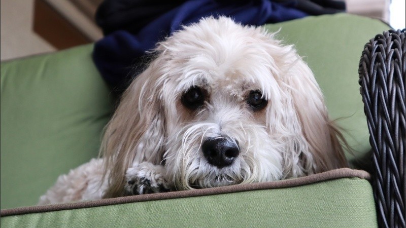 El perrito llamado Rascal salvó la vida de todos.