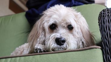 El perrito llamado Rascal salvó la vida de todos.