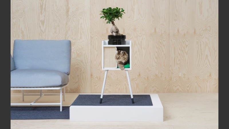 Gatos ultra fashion.