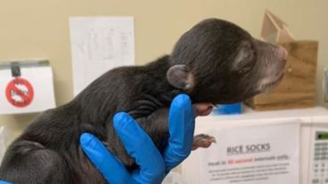 El osito se recupera en un centro de rehabilitación.