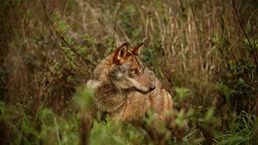 La loba ya tenía además 3 cachorros híbridos.