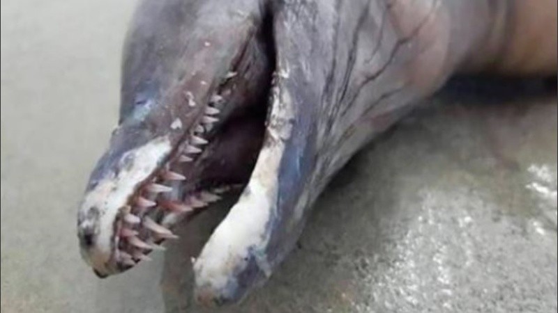  Los especialistas siguen analizando de qué espécimen se trata.