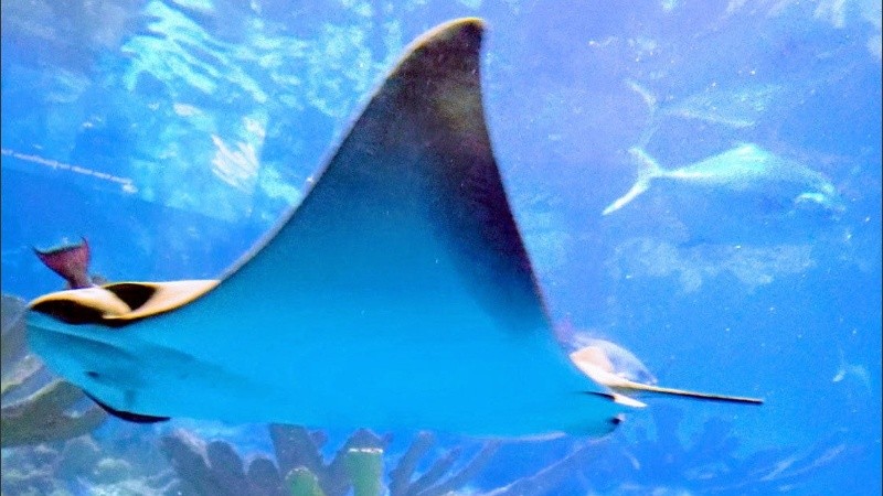 El animal fue avistado por primera vez en 2015.