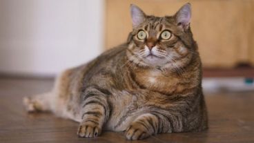 "Me pareció ver una linda bolsa de alimento".